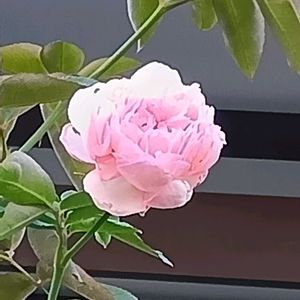 地植え,花のある暮らし,小さい花壇,狭い花壇,おうち園芸の画像