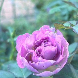 リラ,ばら バラ 薔薇,テラス,庭の画像