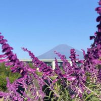 アメジストセージ,花のある暮らし,素敵色,ご近所さんのお花の画像