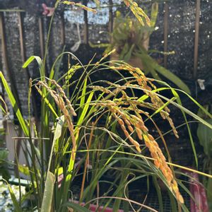 コシヒカリ,稲（いね）,自家製野菜,イネ,家庭菜園の画像