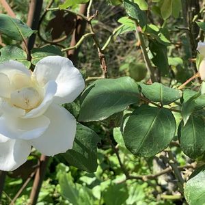 ガーデニング,花のある暮らし,ナチュラルスタイル,薔薇のある暮らし♡,おうち園芸の画像