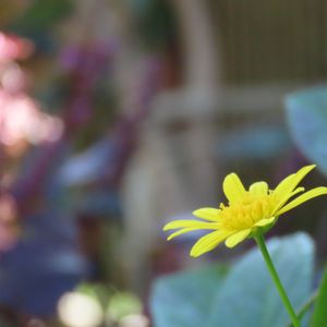 ケイトウ,ケイトウ,ユリオプスデージー,地植え,裏庭の画像