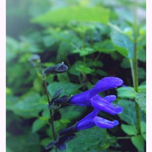 多肉植物,観葉植物,散歩,鉢植え,セダム属の画像