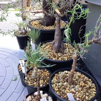 メストクレマ ツベローサム,メストクレマ ツベローサム,セネシオ・ラティキペス,オトンナ・パキポダ,多肉植物の画像