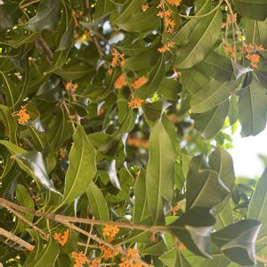 キンモクセイ,地植え,開花,いい香り,犬とお散歩の画像