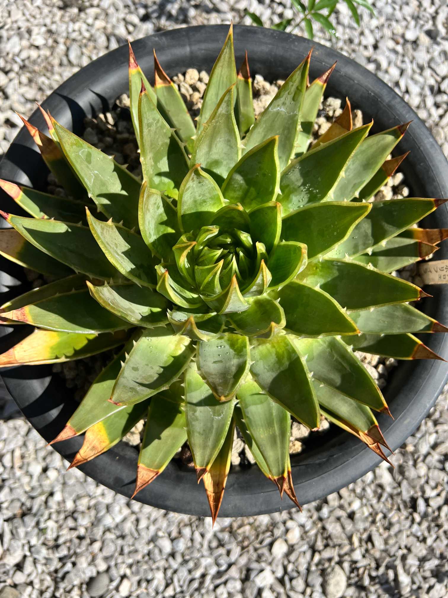 アロエ ポリフィラ錦 アロエ ポリフィラ 6号鉢3 アロエ ポリフィラ 錦