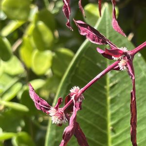 アルテルナンテラ  マウナケア,鉢植え,ネコ好き,花のある暮らし,エンジ色の画像