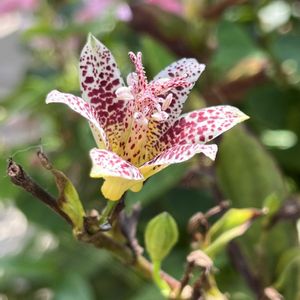 ホトトギス　琥珀,地植え,ネコ好き,花のある暮らし,白地に赤の画像