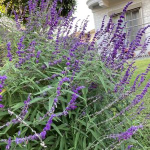 地植え,花のある暮らし,好きなお花に囲まれたい,小さな庭の画像