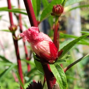 朝顔,ハイビスカスローゼル,ガウラ(白蝶草),地植え,我が家の庭の画像