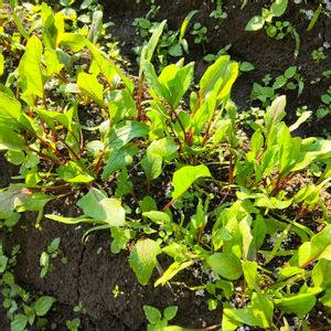 ほうれん草,赤茎ホウレン草,自家製野菜,栽培記録,農業女子の画像