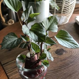 サツマイモ,水栽培,中南米原産,ヒルガオ科,今日のお花の画像