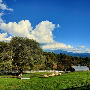 シラカバ,ヤマナシ,イヌタデ,八ヶ岳。,シンボルツリーの画像