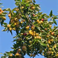 ナツメ,今日のお花,いつもの公園,頑張れ　大谷翔平選手,ワクワクするような10月の画像