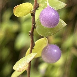 キキョウラン,真珠コケモモ,温室,京都府立植物園の画像