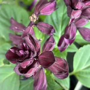 サルビア,道の駅,花が好き,無農薬❤家庭菜園,野菜が好きの画像