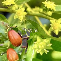 ナツメ,ナツメ,今日のお花,朝散歩,自然は面白いの画像