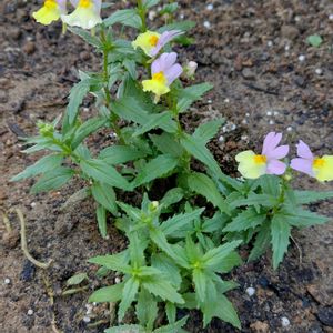 ネメシア,挿し芽,葉挿しっ子,PW,ネメシア・アロマンスの画像