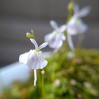 ウサギゴケ,食虫植物の画像