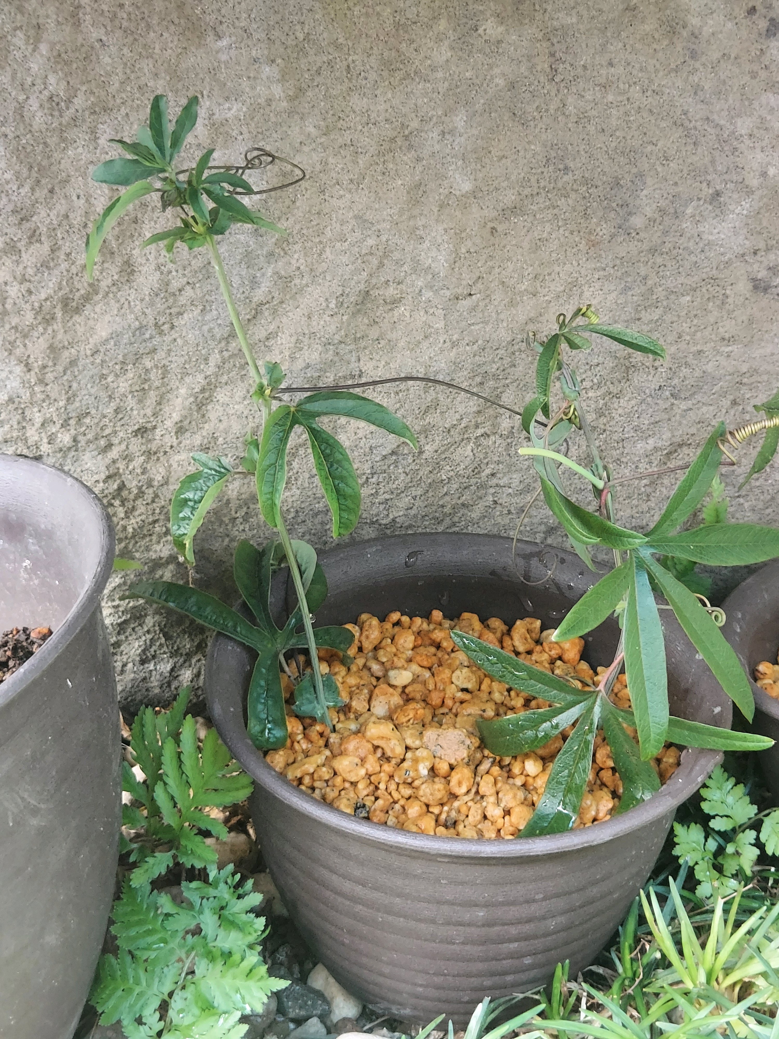 No.464 ☆yumi☆トケイソウ 挿し木してみよう 2024年｜🍀GreenSnap