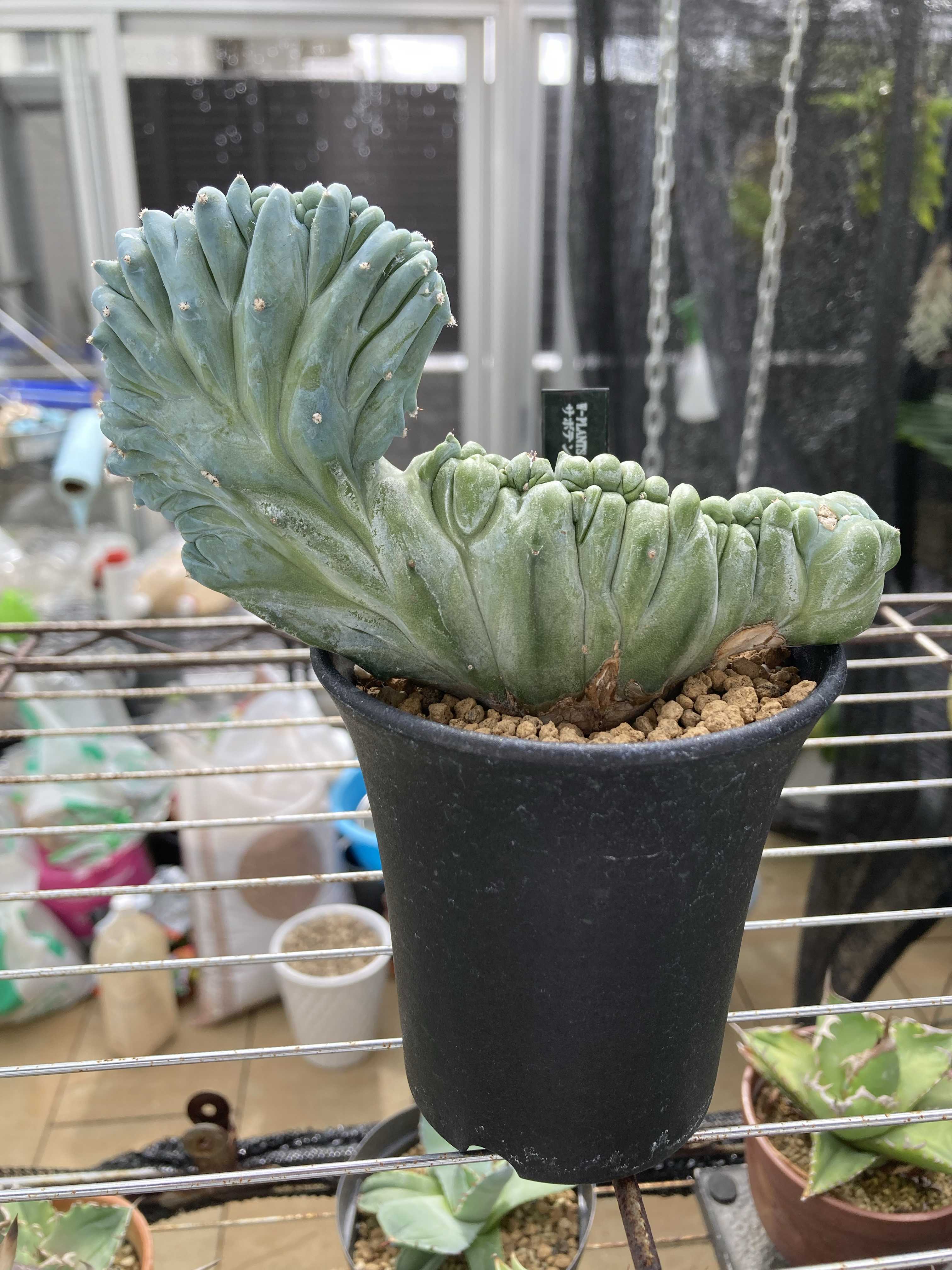 竜神木綴化の記録｜🍀GreenSnap（グリーンスナップ）