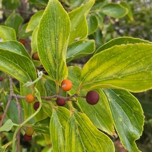 エノキ,木の実,樹木,植え込み,木になる実の画像