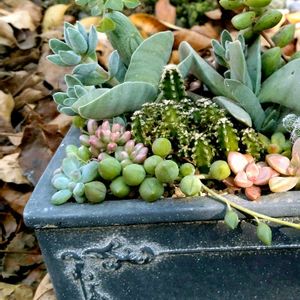 多肉植物,多肉寄せ植え,多肉植物のある暮らし,多肉を楽しむ,多肉と遊ぶの画像