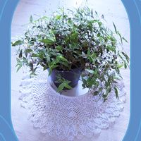 ブライダルベール,レース編み,レース編みのドイリー,星屑ファンタジー,レース編み クッキーMの画像