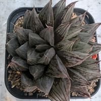 ハオルチア,ブラックオブツーサ錦,多肉植物,観葉植物,塊根植物の画像