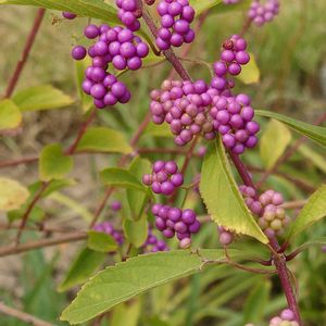 ミソハギ,こむらさき,多肉植物,公園,散歩の画像