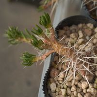 ハオルチア,多肉植物,観葉植物,塊根植物,サボテン科の画像