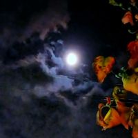 ハナミズキ,半分そら,雲仲間,幸せの刹那を積もらせよ(^o^ゞ,ありがとう♡︎⸜( ´ ꒳ ` )⸝♡︎の画像