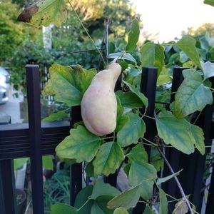 アケビ,山口県民,スマホ撮影,今日のお花,唯一無二の画像