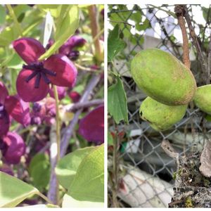 アケビ,アケビ花と実,花撮りドライブ,資材置き場,JR日光線沿線の画像