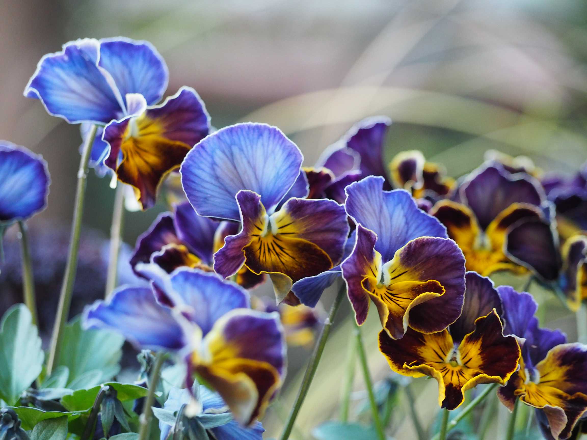 ❀すず❀庭の『横浜セレクションフレアブルー』(ビオラ)【2023-2024春