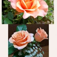 ハイビスカス,薔薇の挿し木,ばら バラ 薔薇,我が家のハイビスカス達,ハイビスカス「夏の恋人たち」®シリーズの画像