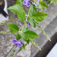 デュランタ,花のある暮らし,玄関アプローチの画像