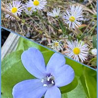 ウォーターバコパ,ヒメジオン,あきらめないで‼️,平和を願う☆,武器ではなく花をの画像