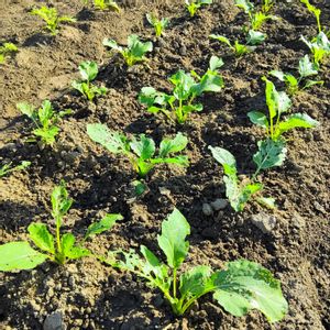 自家製野菜,栽培記録,農業女子,アスパラ菜,おうち園芸の画像