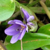 コナギ,GSに感謝。,植物観察,植物散策,水田雑草の画像