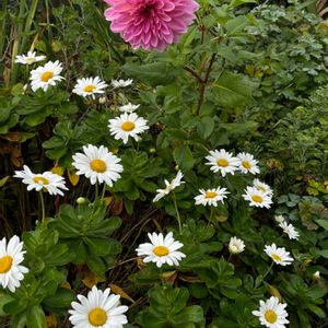 ハマギク(浜菊),挿し木,花のある暮らし,日本特産,植物観察の画像