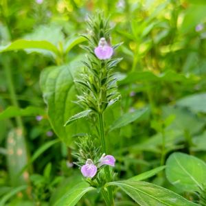 キツネノマゴ,狐の孫,雑草,山野草,野草の画像