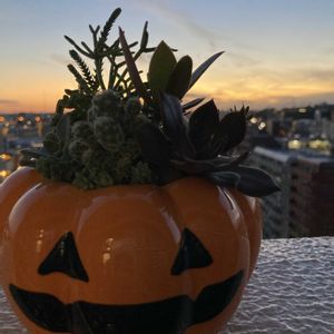 多肉植物,多肉植物寄せ植え,エケベリア属,ハロウィン月間,ダークハロウィンの画像