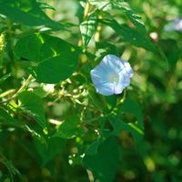 ハオルチア,多肉植物,観葉植物,塊根植物,サボテン科の画像