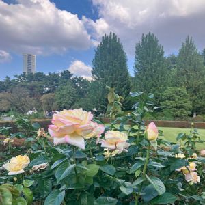 バラ,薔薇,新宿御苑,庭園,ばら バラ 薔薇の画像