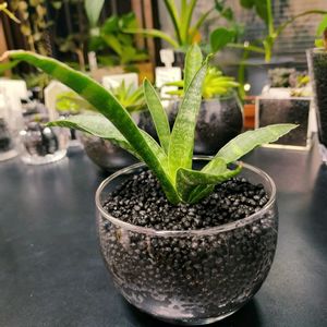 サンスベリア バキュラリス,サンセベリア,サンセベリア,多肉植物,観葉植物の画像