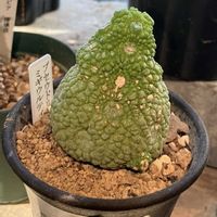 プセウドリトス ミグイルティヌス,多肉植物,散歩,癒し,お花屋さんの画像