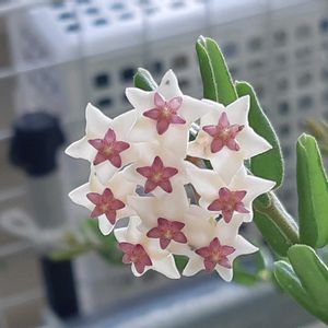 ホヤ・セブンスター,多肉植物,観葉植物,葉挿し,リメ缶の画像