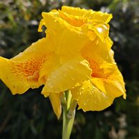 カンナ,カンナ,大人の着せ替え人形,黄色い花,今日のお花の画像