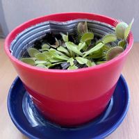 ハエトリグサ,食虫植物,iPhone撮影,#venusflytrap,リビング・ダイニングの画像